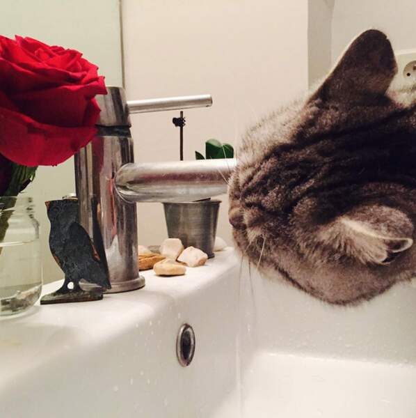 Un chat malin qui boit directement l'eau au robinet