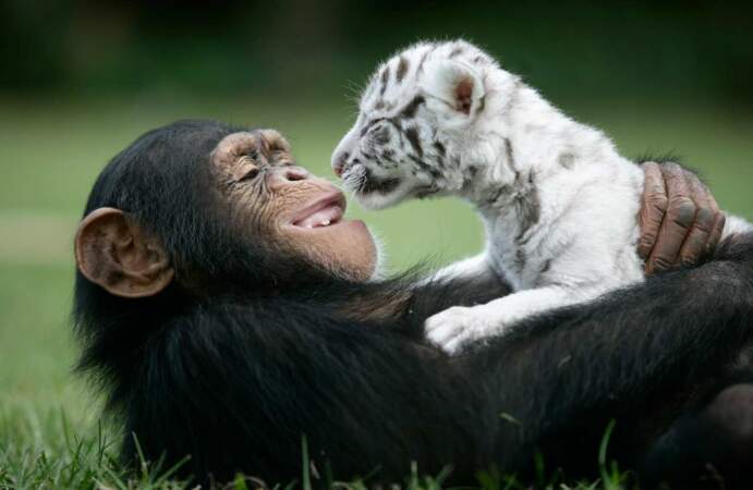 Attention séquence émotion : Qui y a-t-il de plus mignon qu'un singe et un tigre se faisant un câlin ? 