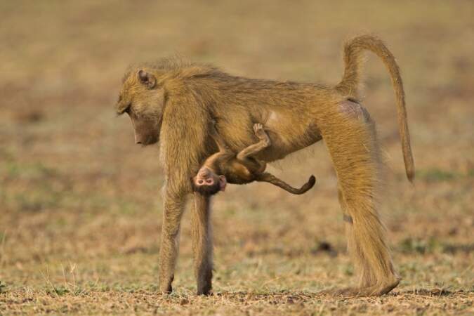 Mignonnerie ultime. Ce bébé babouin s'accrochant au ventre de sa mère dans la savane zambienne.