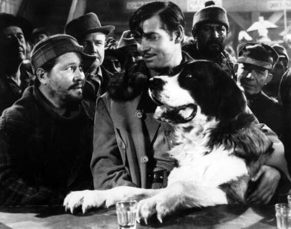 L'APPEL DE LA FORET (1935) : Deuxième adaptation du roman de Jack London, avec Clark Gable