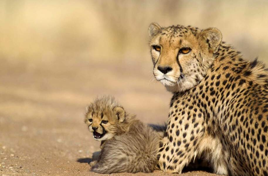 Fete Des Meres Adorables Bebes Animaux Et Leur Maman Tele Loisirs