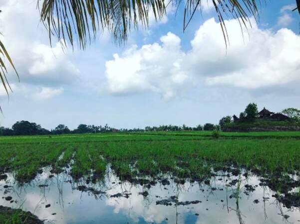 Du côté de Bali, ils découvrent des rizières. Un paysage à couper le souffle !