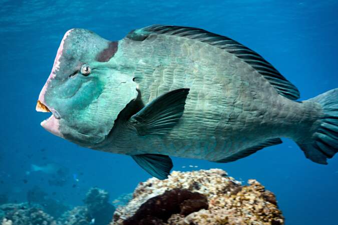  Le poisson perroquet à bosse est le jardinier du corail : il en absorbe 5 tonnes par an qu’il expulse sous forme d