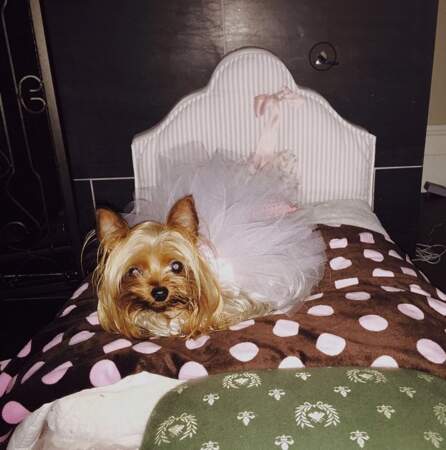 Britney Spears nous présente sa chienne, Princess Sarah Beth (rien que ça).