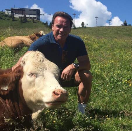 Attention, une vache vient de photobomber sa photo !