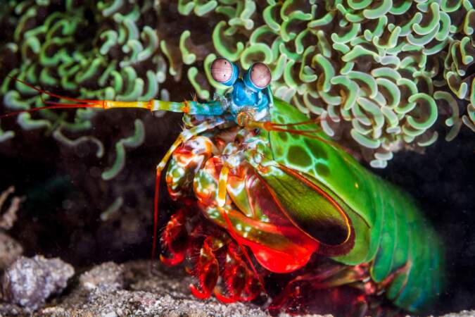 La squille multicolore, crevette de 15 centimètres, balance avec sa paire de pinces, des uppercuts à la vitesse de 