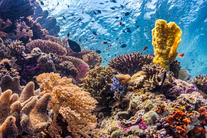 Les récifs coralliens abritent la plus grande biodiversité de tous les écosystèmes océaniques : 30% des espèces aqu