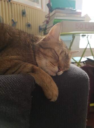 On aimerait bien faire la sieste comme Tchekhov, le chat d'Ophélie... 