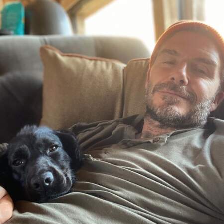 Et après-midi canapé pour David Beckham et son chien Olive. 