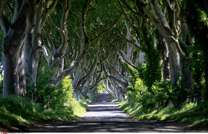 Parmi les nombreux pays où a été tournée Game of Thrones, il est possible de découvrir cette impressionnante allée d'arbres dans le Nord de l'Irlande. 