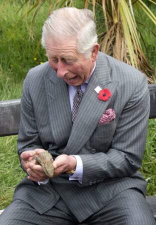 En Nouvelle-Zélande, le roi Charles III a fait la rencontre d'un lézard Tuatara