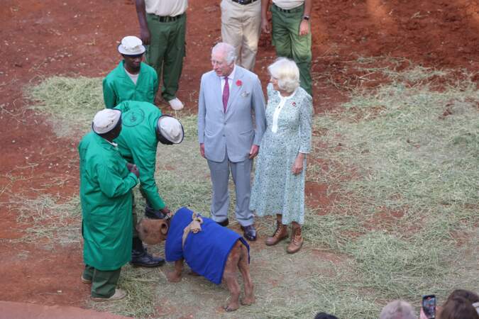 En novembre toujours, le roi Charles III d'Angleterre et Camilla Parker Bowles, reine consort d'Angleterre, étaient à Nairobi, en visite de l'orphelinat des éléphants Sheldrick Wildlife Trust.